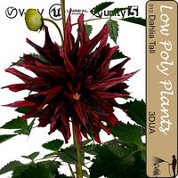 Dahlia tall universal plant