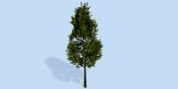 Lowpoly 3Dmodel tree VR AR game 3LOD number46