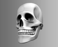 Skull 3D Model