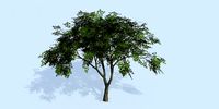 Lowpoly 3Dmodel tree VR AR game 3LOD number66