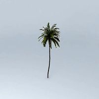 Coconut Palm Cocos nucifera