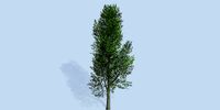 Lowpoly 3Dmodel tree VR AR game 3LOD number13