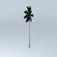 Coconut Palm Tree
