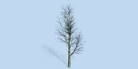 Lowpoly 3Dmodel tree VR AR game 3LOD number30