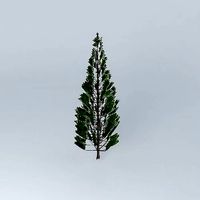 Norfolk Island Pine 5