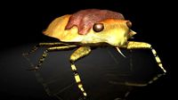 Insect Collection 21 Toad Bug
