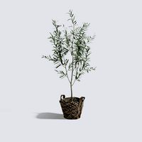 Olive Tree
