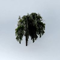 jardin trees of mariza