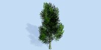 Lowpoly 3Dmodel tree VR AR game 3LOD number8