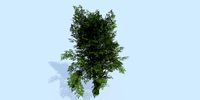 Lowpoly 3Dmodel tree VR AR game 3LOD number61