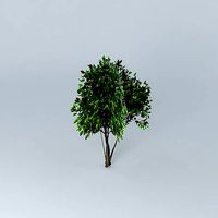 Noni Morinda citrifolia