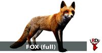 Fox male