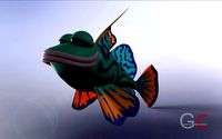 Return of the BLUE MANDARIN