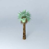 Washingtonia palm