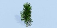 Lowpoly 3Dmodel tree VR AR game 3LOD number17