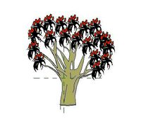 tree aloe
