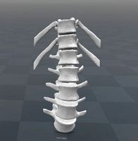 Vertebral column T11-L5 female - age 20