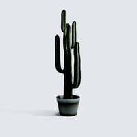 Yuha Cactus