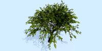 Lowpoly 3Dmodel tree VR AR game 3LOD number59