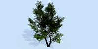 Lowpoly 3Dmodel tree VR AR game 3LOD number48