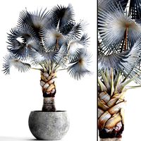 Bismarckia nobilis palm