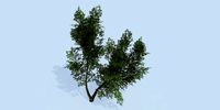 Lowpoly 3Dmodel tree VR AR game 3LOD number44