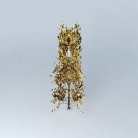 Downy Oak Quercus pubescens