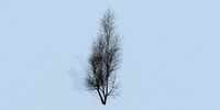 Lowpoly 3Dmodel tree VR AR game 3LOD number25