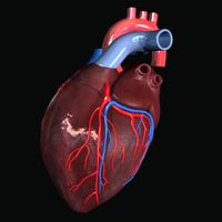 Heart 3D Model
