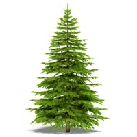 Spruce 3D Model