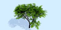 Lowpoly 3Dmodel tree VR AR game 3LOD number65
