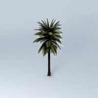 Bread Palm Cycas rumphii 01