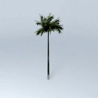 Palm tree