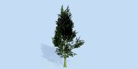 Lowpoly 3Dmodel tree VR AR game 3LOD number51