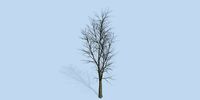 Lowpoly 3Dmodel tree VR AR game 3LOD number31