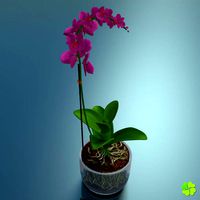 Orchid plant low poly