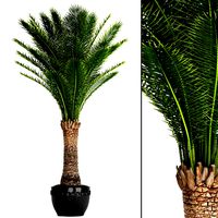 Date palm 1