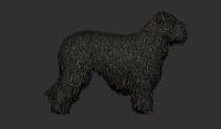Dog Bearded Collie