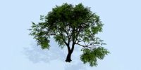 Lowpoly 3Dmodel tree VR AR game 3LOD number49