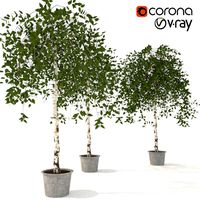 Betula pendula