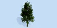 Lowpoly 3Dmodel tree VR AR game 3LOD number52