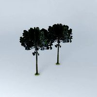 Araucaria pine in cambe