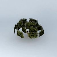 Stage of the tree mane garrincha