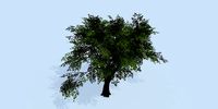 Lowpoly 3Dmodel tree VR AR game 3LOD number50