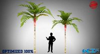 Areca Vestiaria Palm Tree