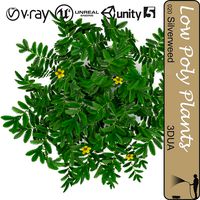 Silverweed ground filler plant