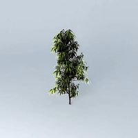 Saw Banksia Banksia serrata 1