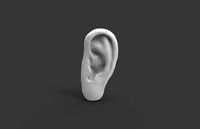 Human Ear