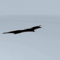 Batman Logo Weapon