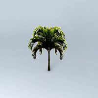 Christmas Palm Tree